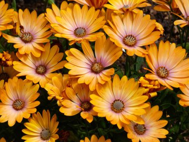 Bahar çiçekleri tam çiçek muhteşem