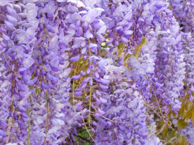 bahçe baharda menekşe çiçeklerle dolu