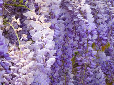 bahçe baharda menekşe çiçeklerle dolu