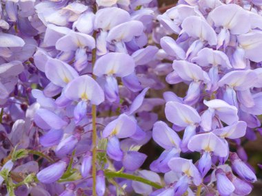 bahçe baharda menekşe çiçeklerle dolu