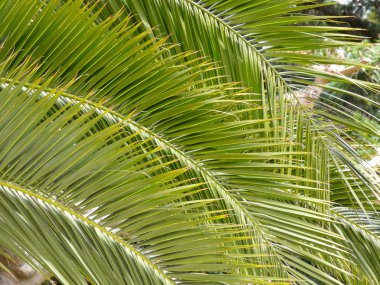 Genellikle Akdeniz bölgesinde ve tropikal ve sıcak alanlarda bulunan palmiye yaprakları, Afrika'da da