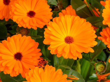 Bahar çiçekleri tam çiçek muhteşem