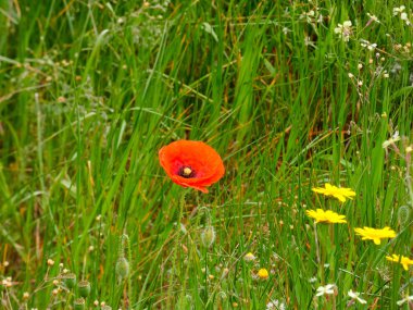 Çayırdaki yabani çiçekler.