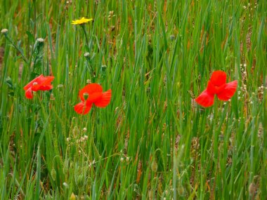 Tarlada yabani çiçekler ve bitkiler