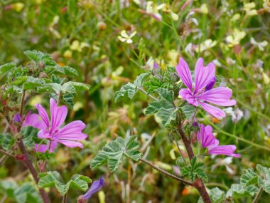 Tarlada yabani çiçekler ve bitkiler
