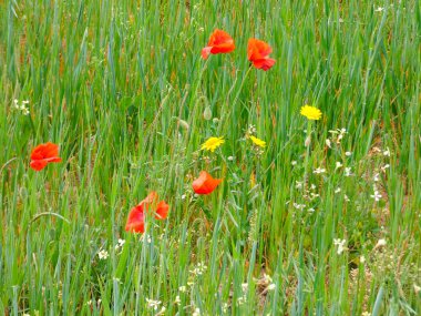 Çayırdaki yabani çiçekler.