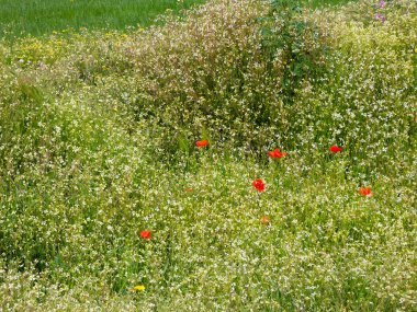 Çayırdaki yabani çiçekler.