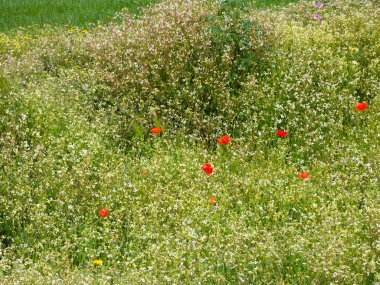 Çayırdaki yabani çiçekler.