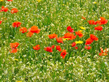 Çayırdaki yabani çiçekler.