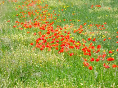 Tarlada yabani çiçekler ve gelincikler
