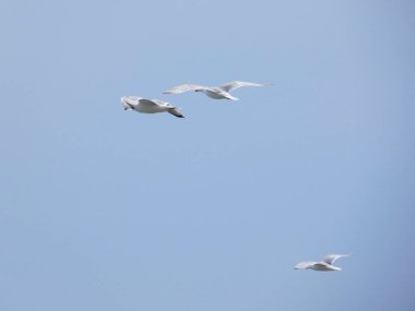martı üzerinde uçan ve yavrularının yuva üzerinde izliyor