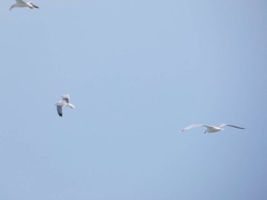 martı üzerinde uçan ve yavrularının yuva üzerinde izliyor