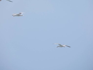 martı üzerinde uçan ve yavrularının yuva üzerinde izliyor