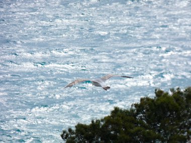 martı üzerinde uçan ve yavrularının yuva üzerinde izliyor