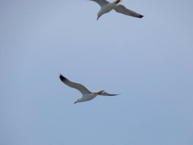 martı üzerinde uçan ve yavrularının yuva üzerinde izliyor