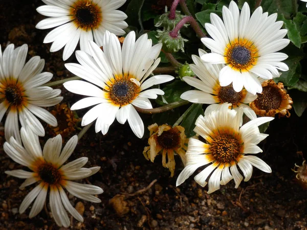 Frühlingsblumen Voller Blüte Spektakulär — Stockfoto