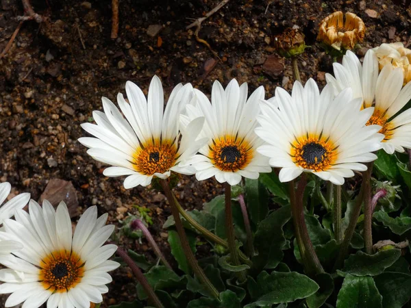 Весняні Квіти Повному Розквіті Ефектні — стокове фото