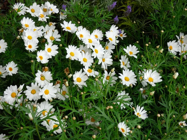 Frühlingsblumen Voller Blüte Spektakulär — Stockfoto