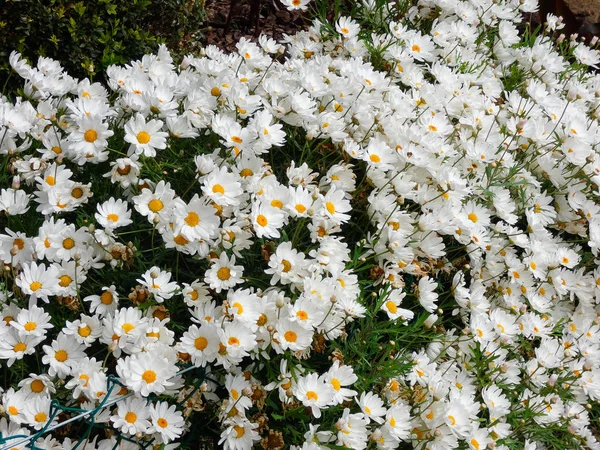 Λουλούδια Άνοιξη Πλήρη Άνθιση Θεαματική — Φωτογραφία Αρχείου
