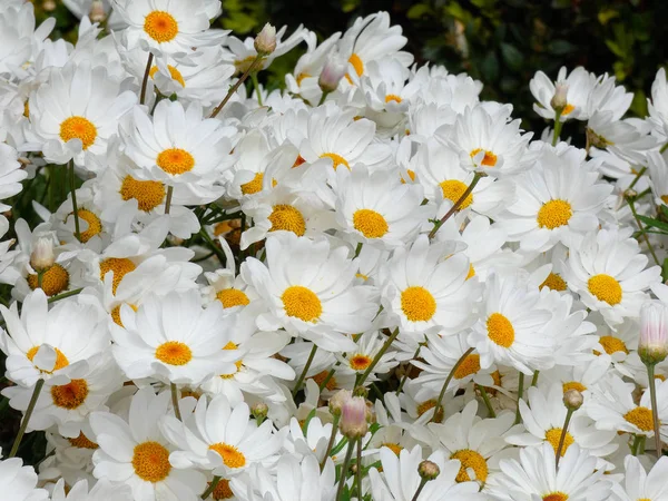 Flores Primavera Plena Flor Espetacular — Fotografia de Stock