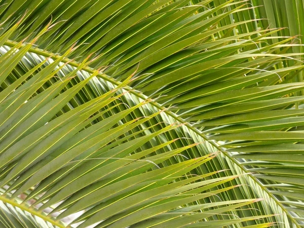 Palm leaves that are usually found in the Mediterranean area and in tropical and hot areas, also in Africa