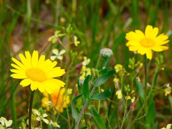 春の牧草地に咲く野生の花 — ストック写真