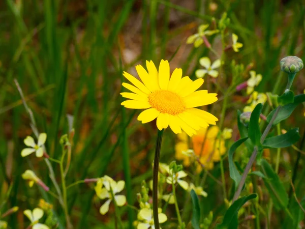 春の牧草地に咲く野生の花 — ストック写真