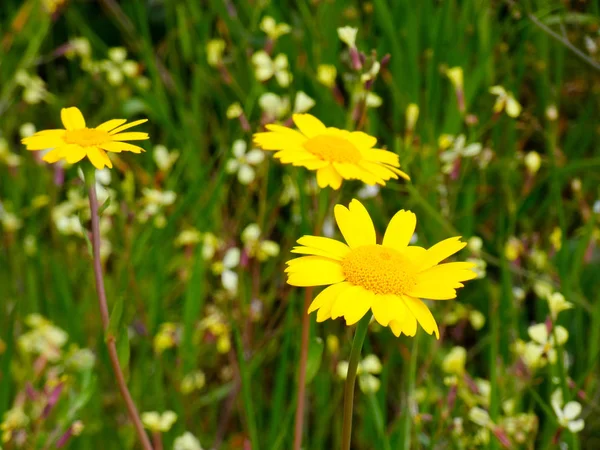 Fleurs Plantes Sauvages Dans Les Champs — Photo