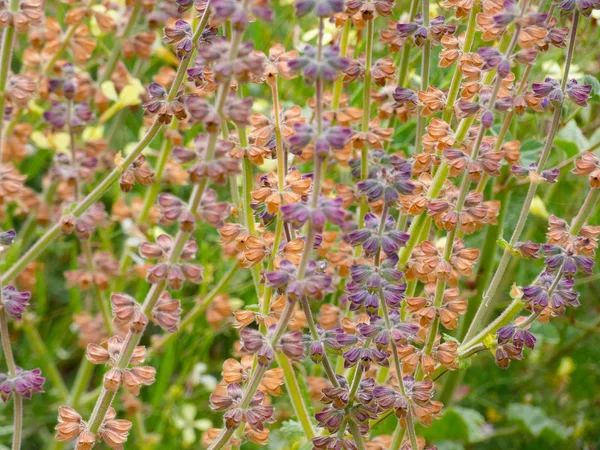 Fleurs Plantes Sauvages Dans Les Champs — Photo