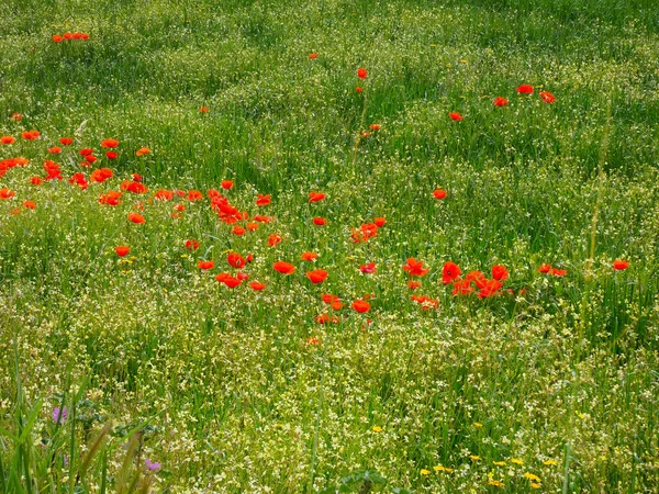 Dzikie Kwiaty Łące Wiosennej — Zdjęcie stockowe