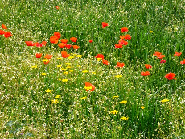 Dzikie Kwiaty Łące Wiosennej — Zdjęcie stockowe