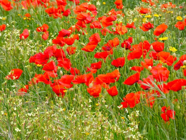 Dzikie Kwiaty Maki Polu — Zdjęcie stockowe