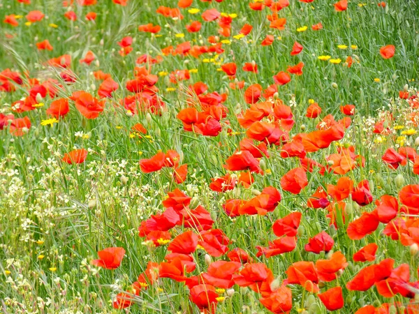 Wild Flowers Poppies Field — Stock Photo, Image