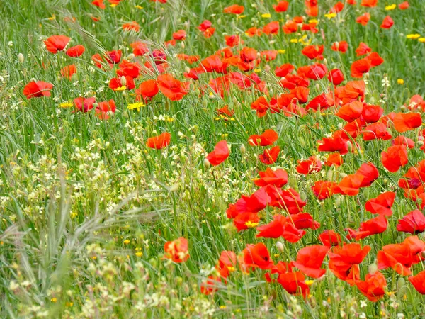 Дикие Цветы Маки Поле — стоковое фото