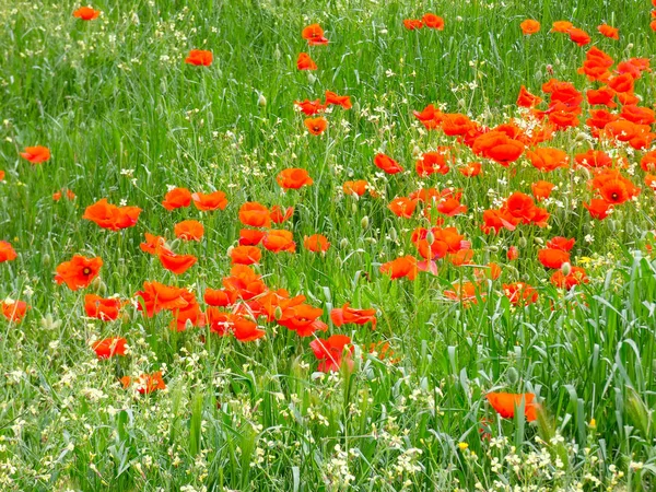 Dzikie Kwiaty Maki Polu — Zdjęcie stockowe