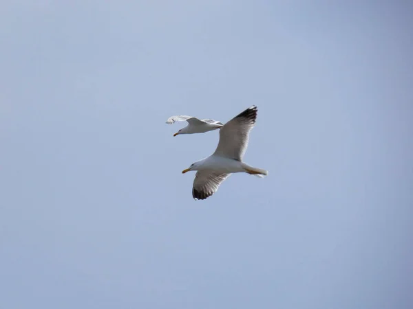 Чайка Літає Над Гніздом Своїх Пташенят — стокове фото