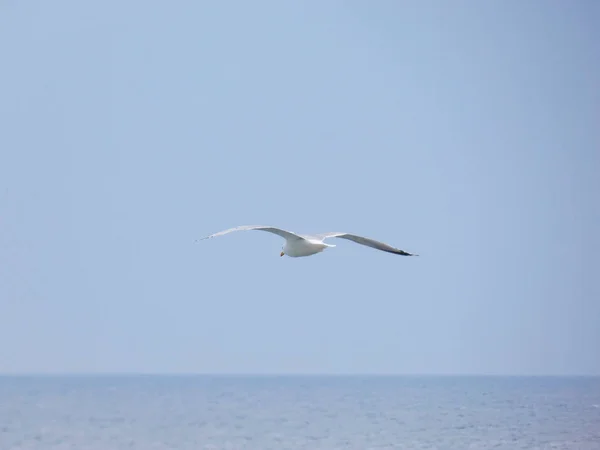 Mouette Survolant Surveillant Nid Ses Poussins — Photo