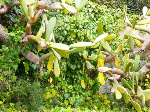 Chumbera Mit Ihren Frühen Früchten Einem Städtischen Garten — Stockfoto