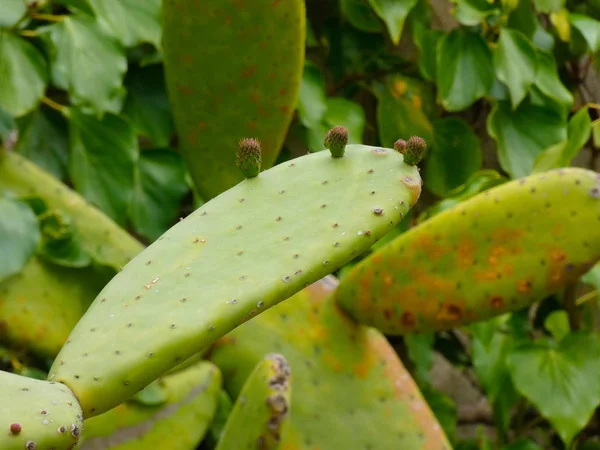 Chumbera Avec Ses Premiers Fruits Dans Jardin Urbain — Photo