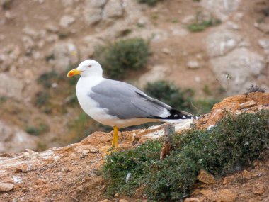 martı üzerinde uçan ve yavrularının yuva üzerinde izliyor