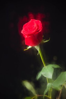 yaprakları üzerinde su damlaları ile güzel gül, damla dolu bir bardak arkasında, siyah bir arka plan üzerinde