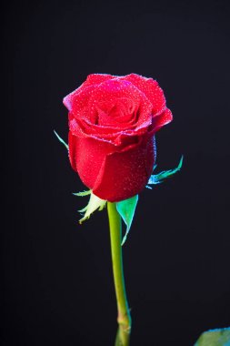 flor rosa mostrando sus bonitos ptalos