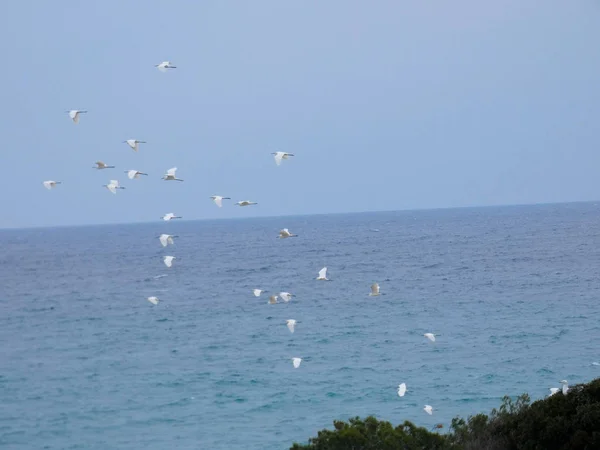 Gaivota Voando Sobre Olhando Sobre Ninho Seus Filhotes — Fotografia de Stock