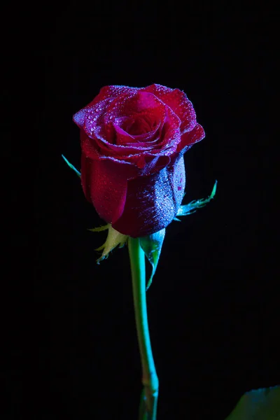 flor rosa mostrando sus bonitos ptalos