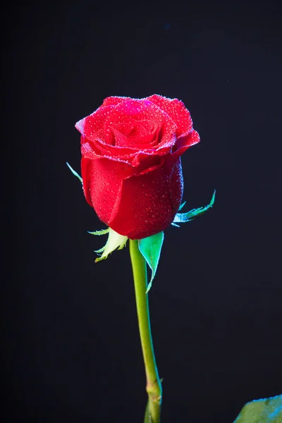 Flor Rosa Mostrando Sus Bonitos Ptalos — Stockfoto