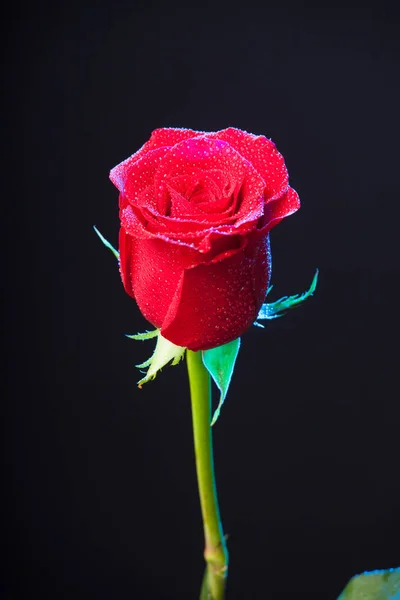 Flor Rosa Mostrando Sus Bonitos Ptalos — Stockfoto