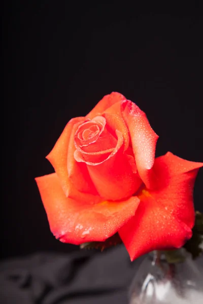 Flor Rosa Mostrando Sus Bonitos Ptalos — Stockfoto