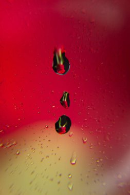 Su damlaları ile Pretty gül