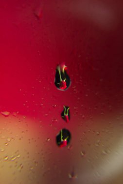 Su damlaları ile Pretty gül