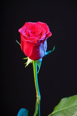 Su damlaları ile Pretty gül